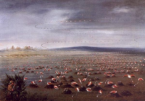 George Catlin Ambush for Flamingoes